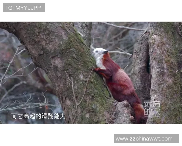 CCTV4现场直播:展现运动员拼搏与荣耀的四个维度 CCTV4现场直播:展现运动员拼搏与荣耀的四个维度